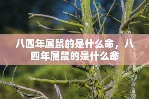 八四年属鼠的是什么命，八四年属鼠的是什么命