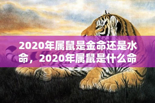 2020年属鼠是金命还是水命，2020年属鼠是什么命