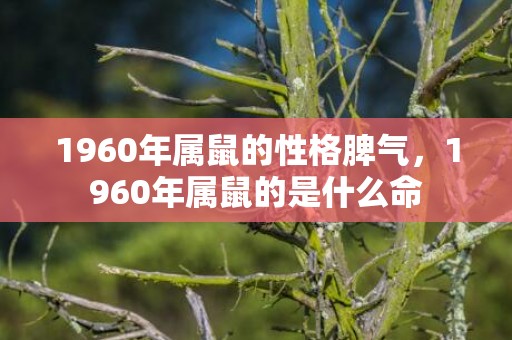 1960年属鼠的性格脾气，1960年属鼠的是什么命