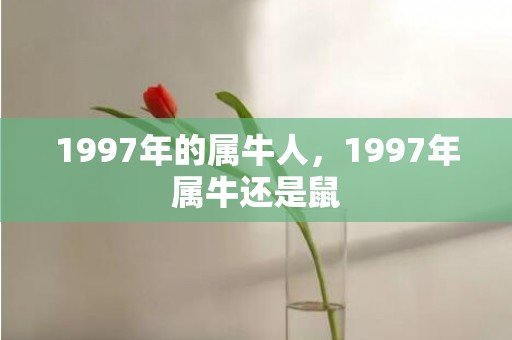 1997年的属牛人，1997年属牛还是鼠