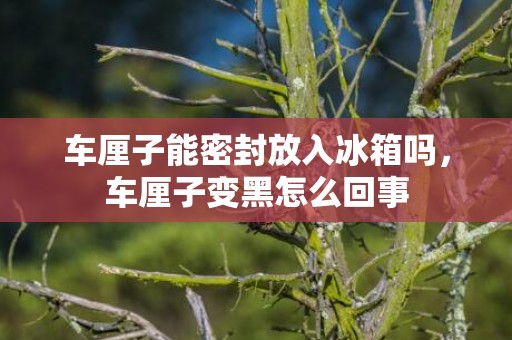 车厘子能密封放入冰箱吗，车厘子变黑怎么回事