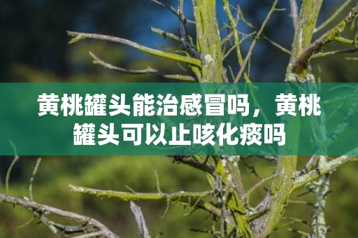 黄桃罐头能治感冒吗，黄桃罐头可以止咳化痰吗