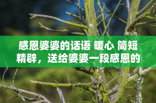 感恩婆婆的话语 暖心 简短精辟，送给婆婆一段感恩的话