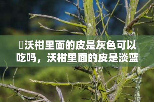 ​沃柑里面的皮是灰色可以吃吗，沃柑里面的皮是淡蓝色的还能吃吗
