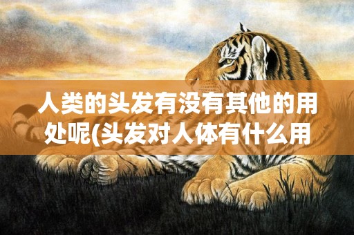 人类的头发有没有其他的用处呢(头发对人体有什么用)