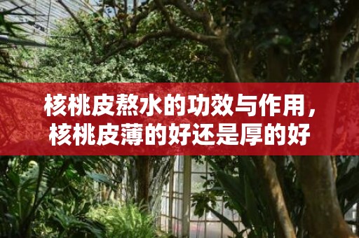 核桃皮熬水的功效与作用，核桃皮薄的好还是厚的好