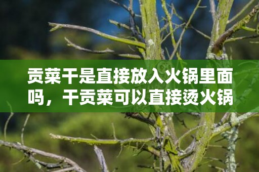 贡菜干是直接放入火锅里面吗，干贡菜可以直接烫火锅吗