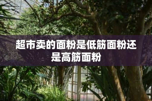 超市卖的面粉是低筋面粉还是高筋面粉