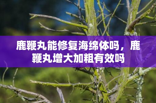 鹿鞭丸能修复海绵体吗，鹿鞭丸增大加粗有效吗