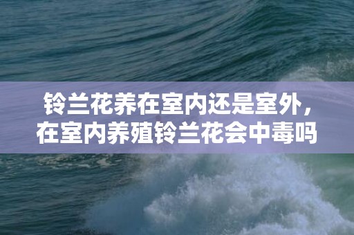 铃兰花养在室内还是室外，在室内养殖铃兰花会中毒吗