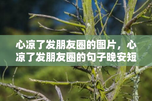 心凉了发朋友圈的图片，心凉了发朋友圈的句子晚安短句？失望心凉的短句