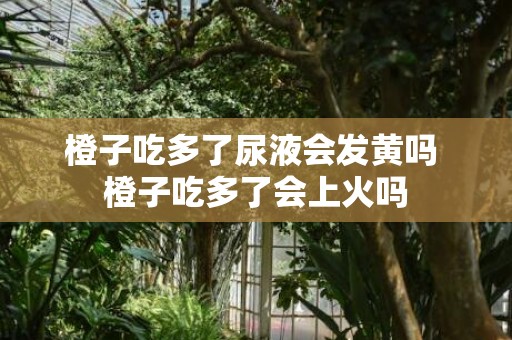 橙子吃多了尿液会发黄吗 橙子吃多了会上火吗