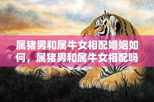 属猪男和属牛女相配婚姻如何，属猪男和属牛女相配吗