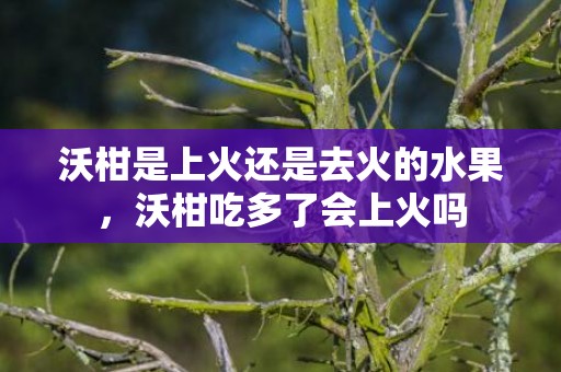 沃柑是上火还是去火的水果，沃柑吃多了会上火吗