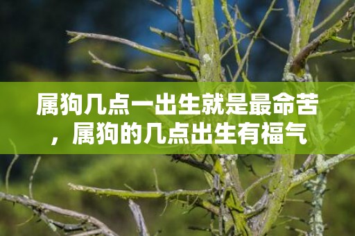属狗几点一出生就是最命苦，属狗的几点出生有福气