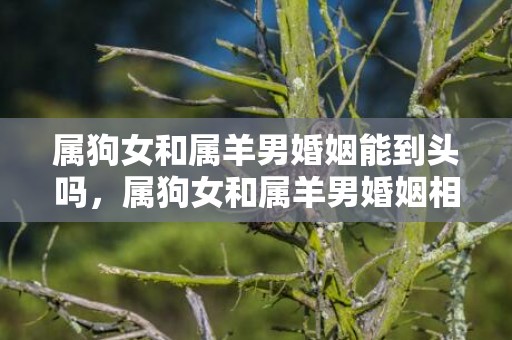 属狗女和属羊男婚姻能到头吗，属狗女和属羊男婚姻相配吗