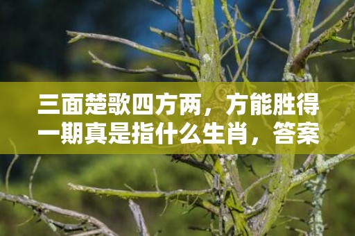 三面楚歌四方两，方能胜得一期真是指什么生肖，答案解释落实