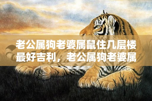 老公属狗老婆属鼠住几层楼最好吉利，老公属狗老婆属鼠好不好