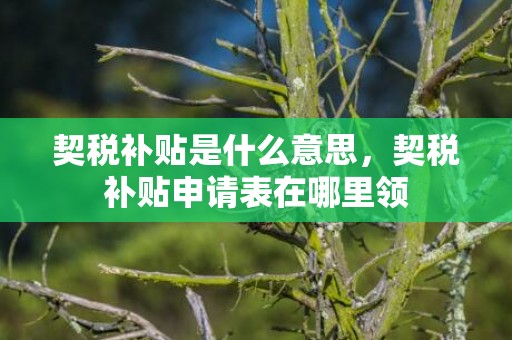 契税补贴是什么意思，契税补贴申请表在哪里领
