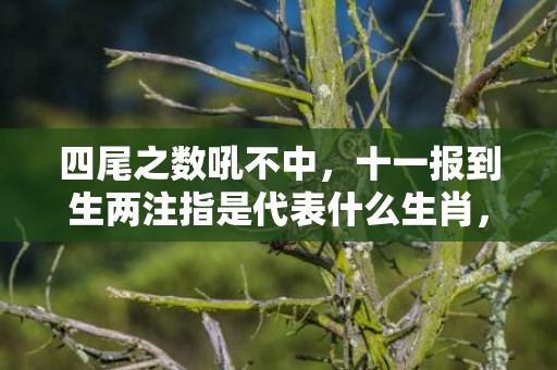 四尾之数吼不中，十一报到生两注指是代表什么生肖，谜底解析落实