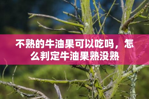 不熟的牛油果可以吃吗，怎么判定牛油果熟没熟
