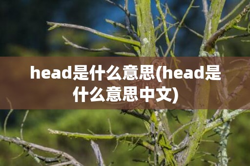 head是什么意思(head是什么意思中文)