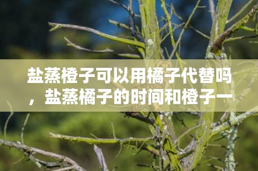 盐蒸橙子可以用橘子代替吗，盐蒸橘子的时间和橙子一样吗