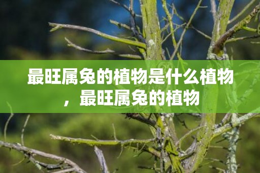 最旺属兔的植物是什么植物，最旺属兔的植物