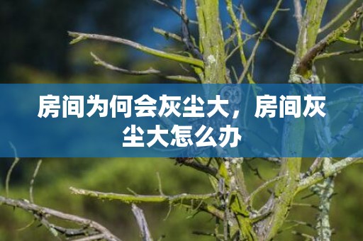房间为何会灰尘大，房间灰尘大怎么办