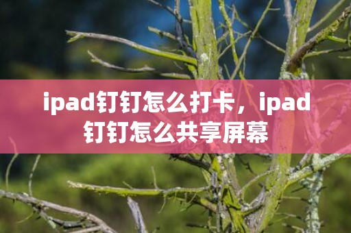 ipad钉钉怎么打卡，ipad钉钉怎么共享屏幕