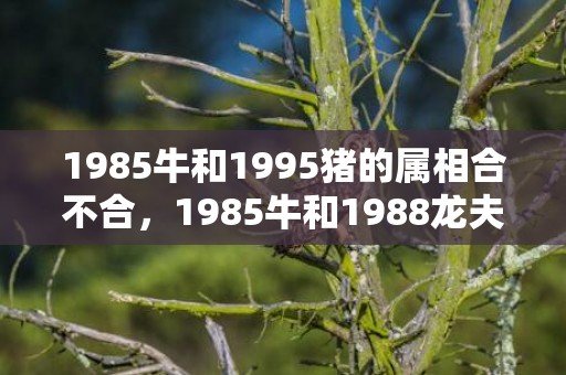 1985牛和1995猪的属相合不合，1985牛和1988龙夫妻感情咋样