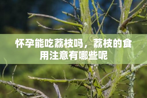 怀孕能吃荔枝吗，荔枝的食用注意有哪些呢
