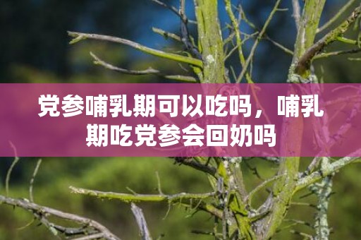 党参哺乳期可以吃吗，哺乳期吃党参会回奶吗