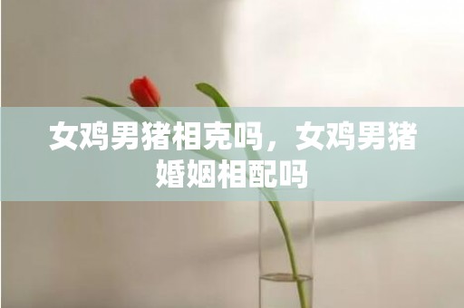 女鸡男猪相克吗，女鸡男猪婚姻相配吗