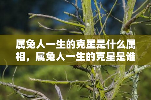 属兔人一生的克星是什么属相，属兔人一生的克星是谁