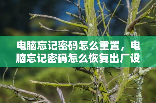 电脑忘记密码怎么重置，电脑忘记密码怎么恢复出厂设置