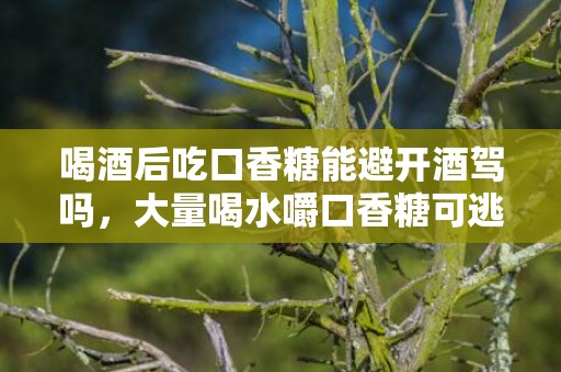 喝酒后吃口香糖能避开酒驾吗，大量喝水嚼口香糖可逃过酒驾检查真的假的
