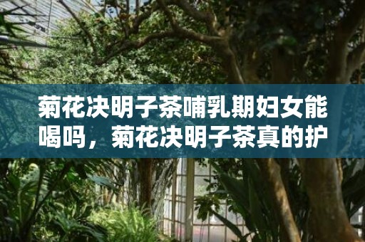 菊花决明子茶哺乳期妇女能喝吗，菊花决明子茶真的护肝吗