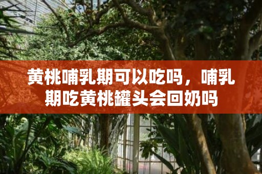 黄桃哺乳期可以吃吗，哺乳期吃黄桃罐头会回奶吗