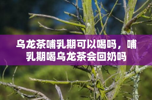 乌龙茶哺乳期可以喝吗，哺乳期喝乌龙茶会回奶吗