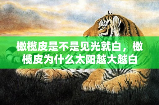 橄榄皮是不是见光就白，橄榄皮为什么太阳越大越白