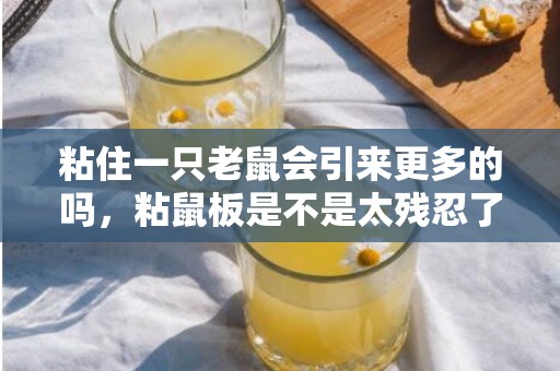 粘住一只老鼠会引来更多的吗，粘鼠板是不是太残忍了