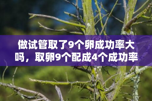 做试管取了9个卵成功率大吗，取卵9个配成4个成功率不算高