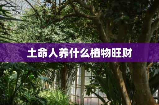 土命人养什么植物旺财