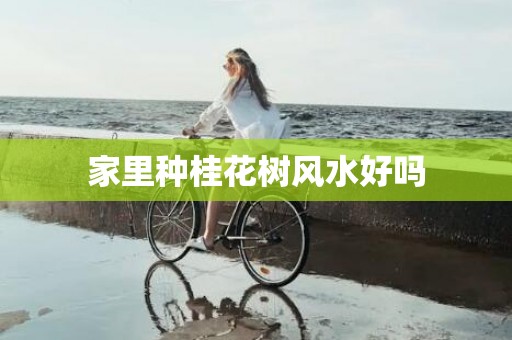 家里种桂花树风水好吗