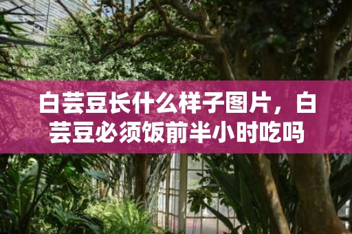 白芸豆长什么样子图片，白芸豆必须饭前半小时吃吗