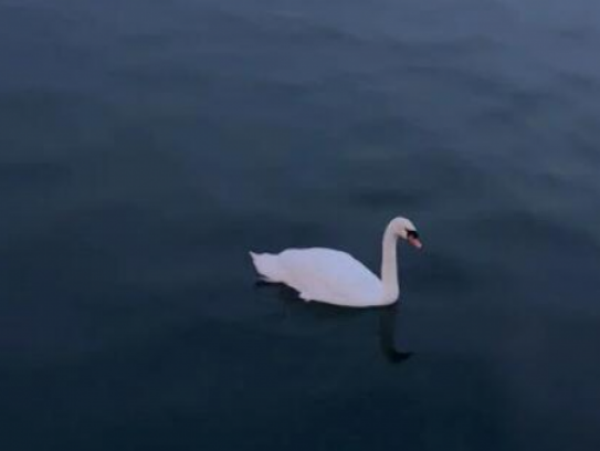 祝福新人结婚的话四字，祝福新人结婚的英语短句带翻译 祝福新人的句子8个字