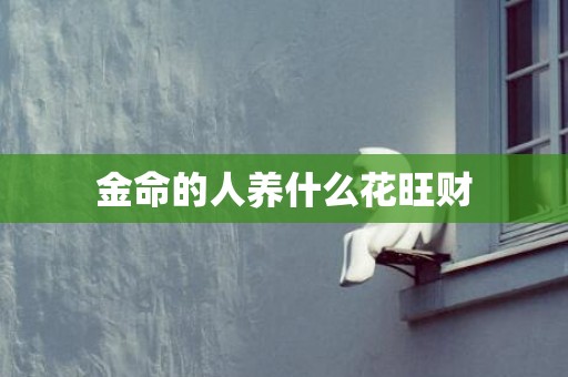 金命的人养什么花旺财