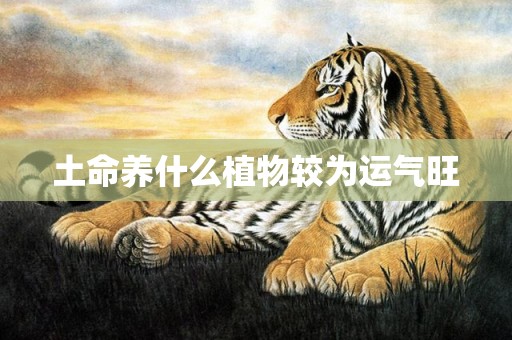 土命养什么植物较为运气旺