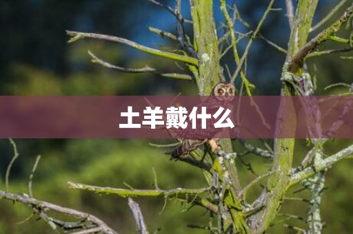 土羊戴什么